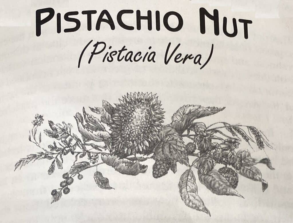 Scientific Name For Pistachios, medical uses of pistachios