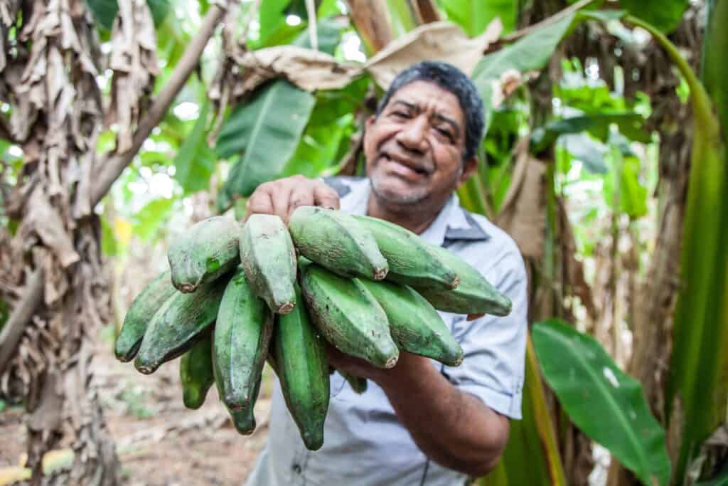 Transporting Bananas Person Farming Bananas
