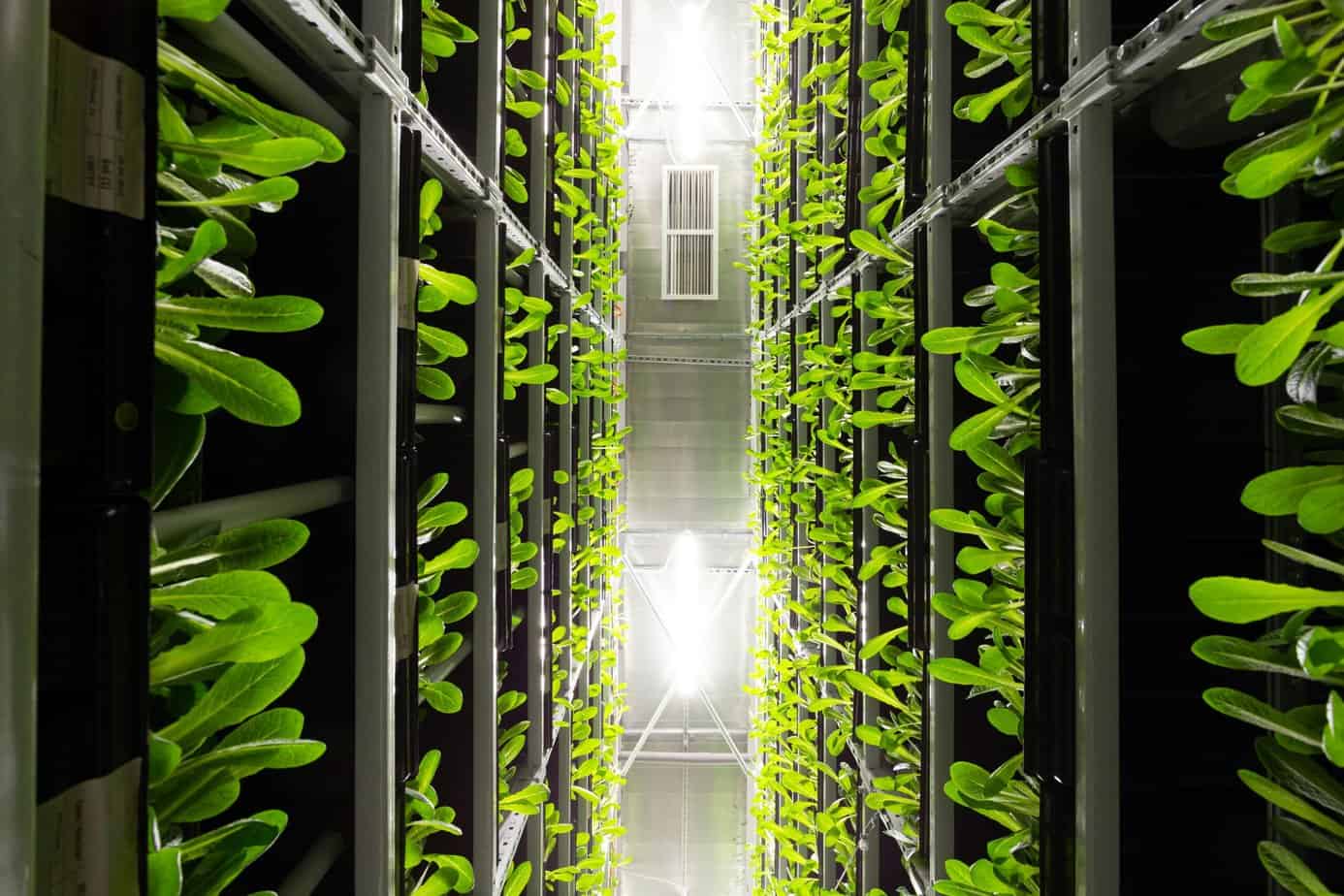 Urban Food Production Vertical Farming