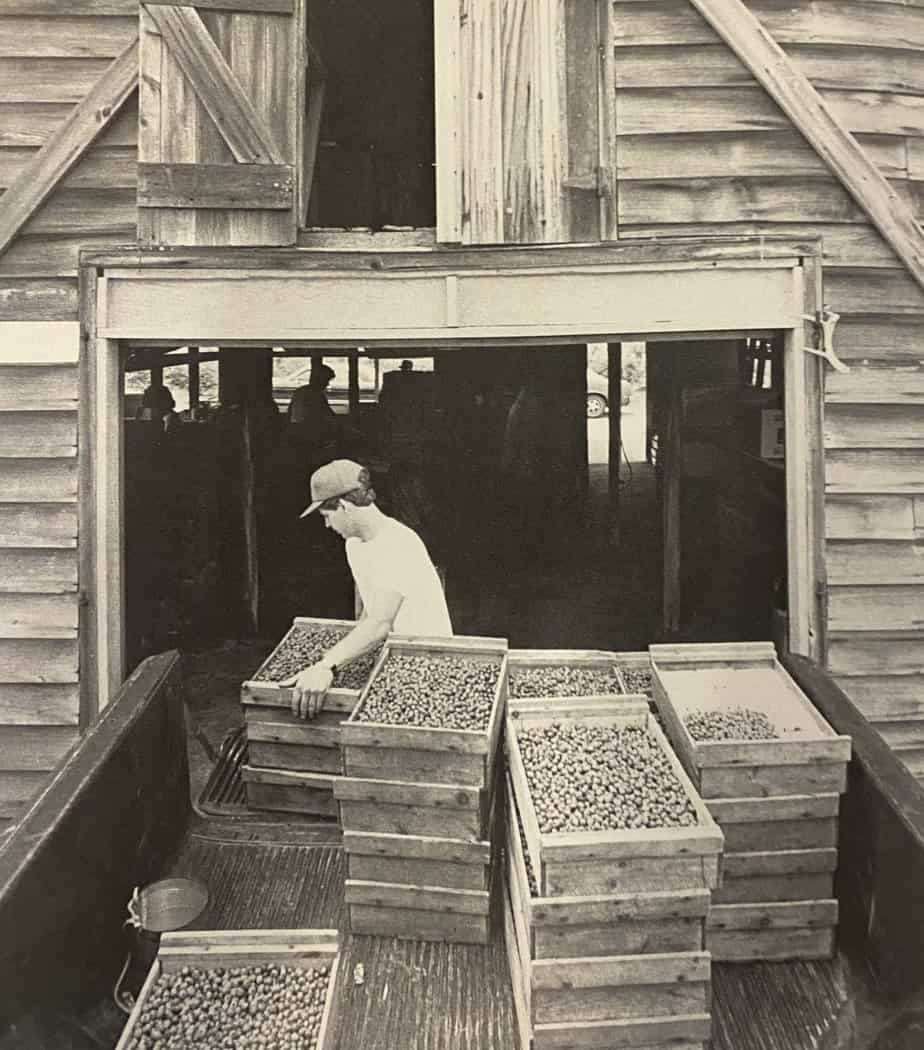 Blueberries being unloaded at packing house, blueberry farming.