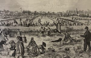 Cranberries being picked by hand, Ocean County, 1877. Lithograph by Granville Perkins