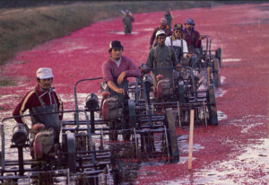 Cranberry Harvesters In New Jersey