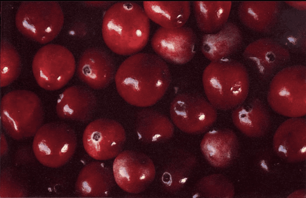 Cranberry Recipes From The Pinelands Folklife Project