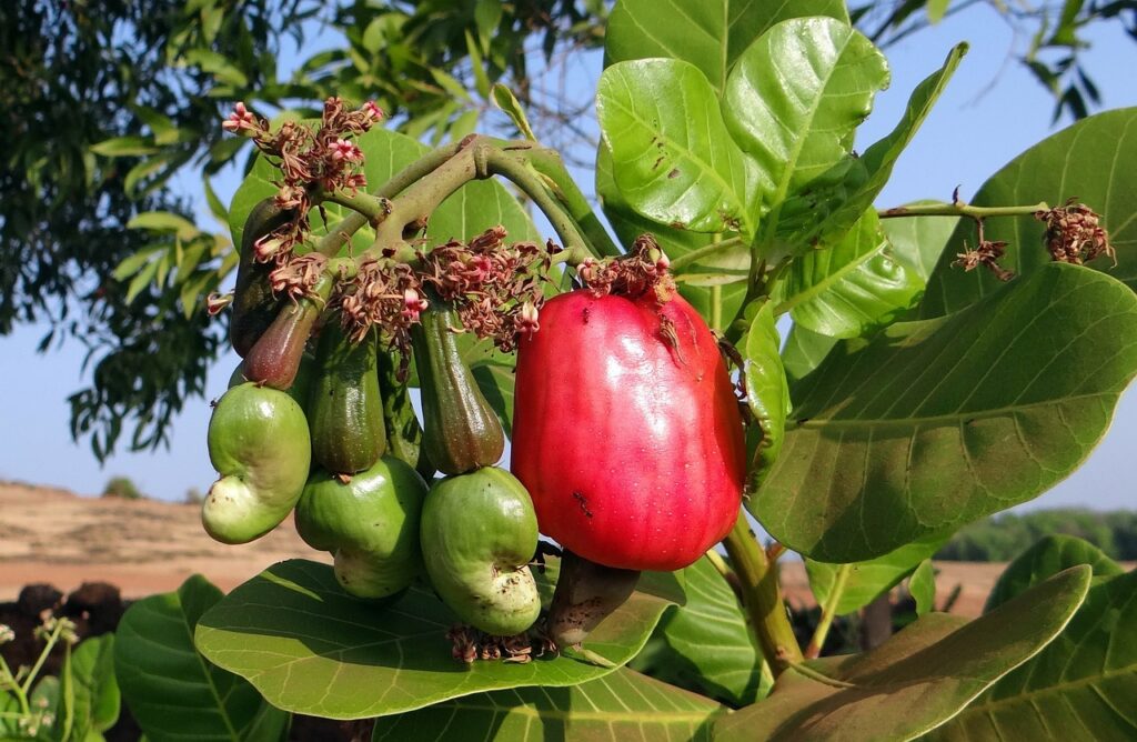 Fresh Cashew Fruit on a tree