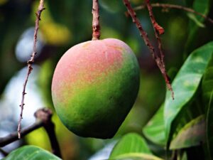 Mango Fruit Ripening On Tree