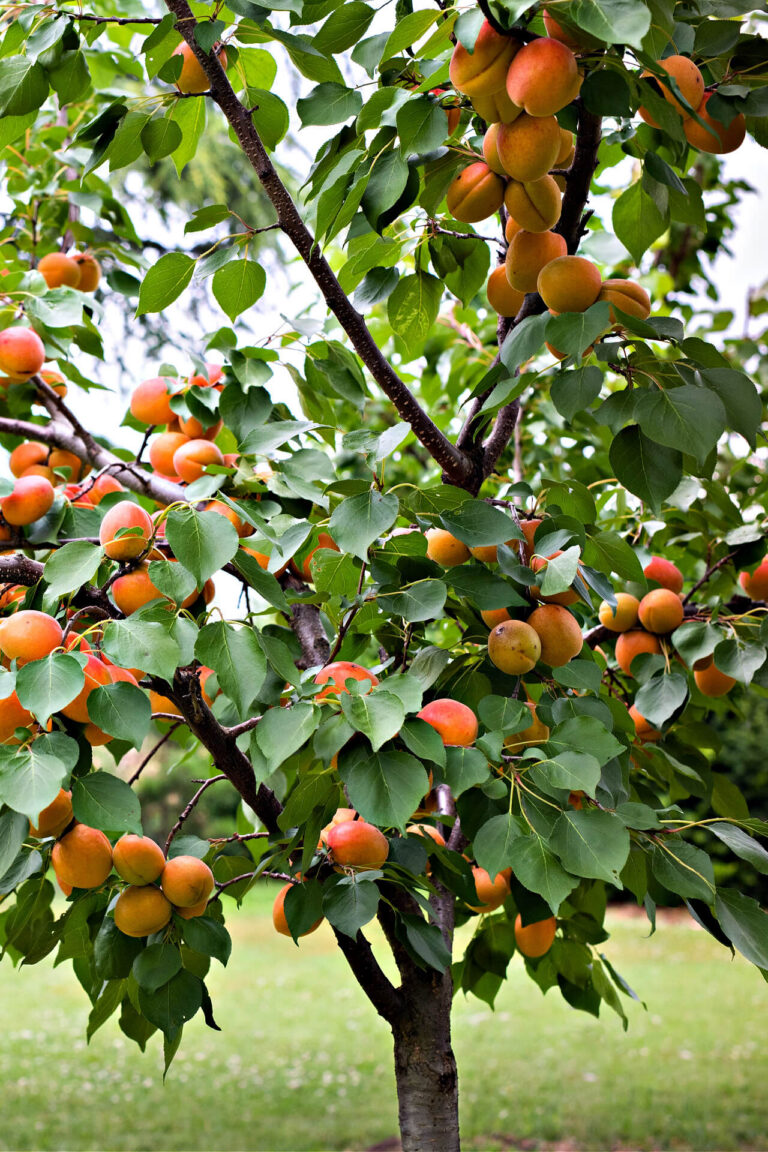 Turkish Apricot Tree, The History Of Apricots.